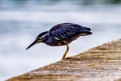 Close-up of bird perching on retaining wall