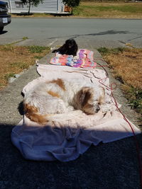 Rear view of dog sleeping on grass