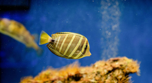 Close-up of fish swimming in sea