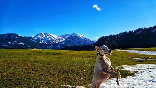 Dog on field against mountain range