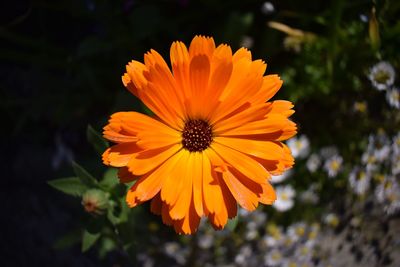 Close-up of orange flower