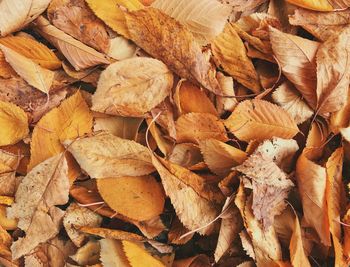 Full frame shot of dry maple leaves