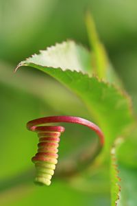 Close-up of green plant