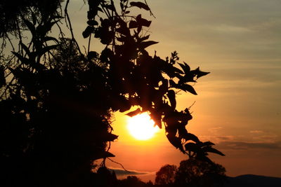 Low angle view of silhouette tree against sky during sunset