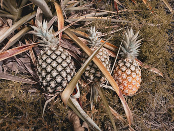 High angle view of fruit growing on field