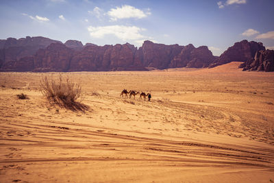 View of a desert