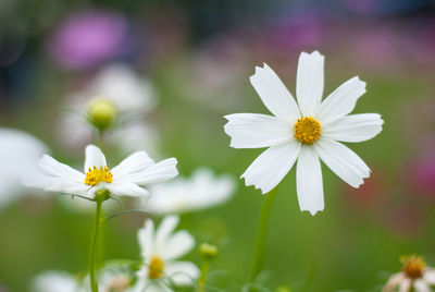 Close-up of white daisy flowers