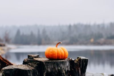 Pumpkin on wooden post in lake during winter