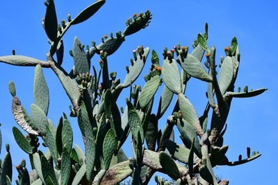 Low angle view of succulent plant against blue sky