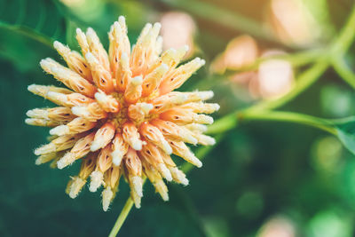 Close-up of flowering plant