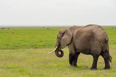 Elephant on grassy landscape against sky