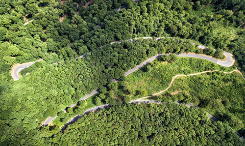 High angle view of trees on field