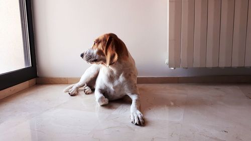 Dog looking away while sitting on floor at home