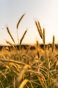 Close-up of stalks in field against sky