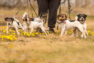 Low section of person with puppies