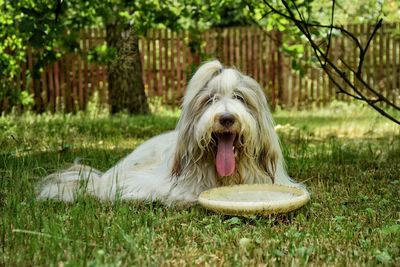 Close-up of dog on grass