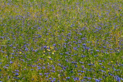 Close-up of purple flowering plants on field