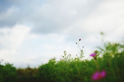 Plants growing on field against cloudy sky