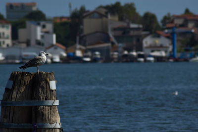 Seagull perching on wooden post in sea