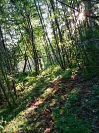 Trees in forest