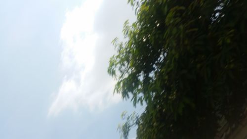 Low angle view of trees against sky