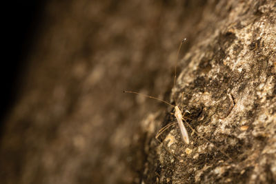 Close-up of butterfly on rock