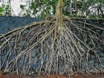 Low angle view of tree trunk in forest