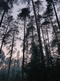 Low angle view of trees in forest
