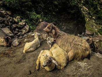 View of animal sleeping