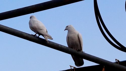 Low angle view of bird perching against clear blue sky