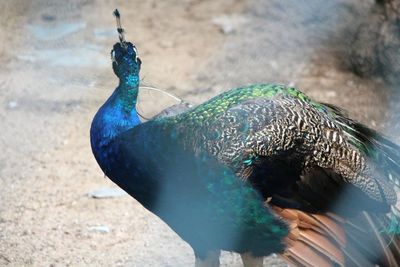 Close-up of peacock