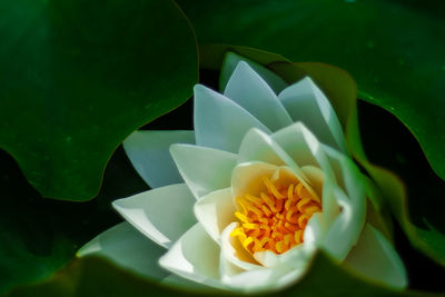 Close-up of white water lily