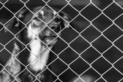 Portrait of a dog in cage