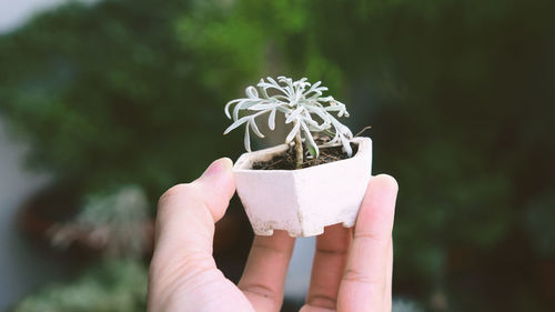 Cropped hand of person holding potted plant outdoors