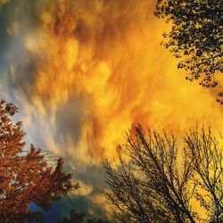 Low angle view of tree against cloudy sky