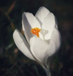 Close-up of white crocus flower