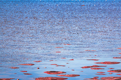 Close-up of red floating on water