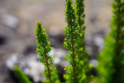 Close-up of fresh green plant