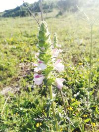 Close-up of purple flowering plant on field