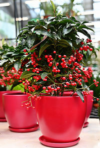 Potted plant on table