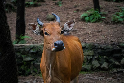 Portrait of horse on field