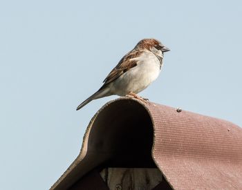 bird