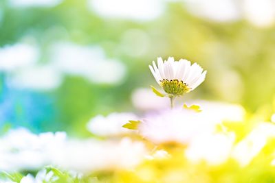 Close-up of white daisy flower on field