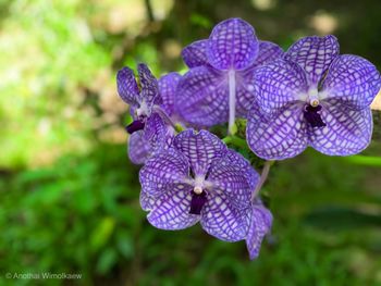 Close-up of purple flowering plant