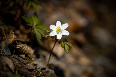 Close-up of white flowering plant