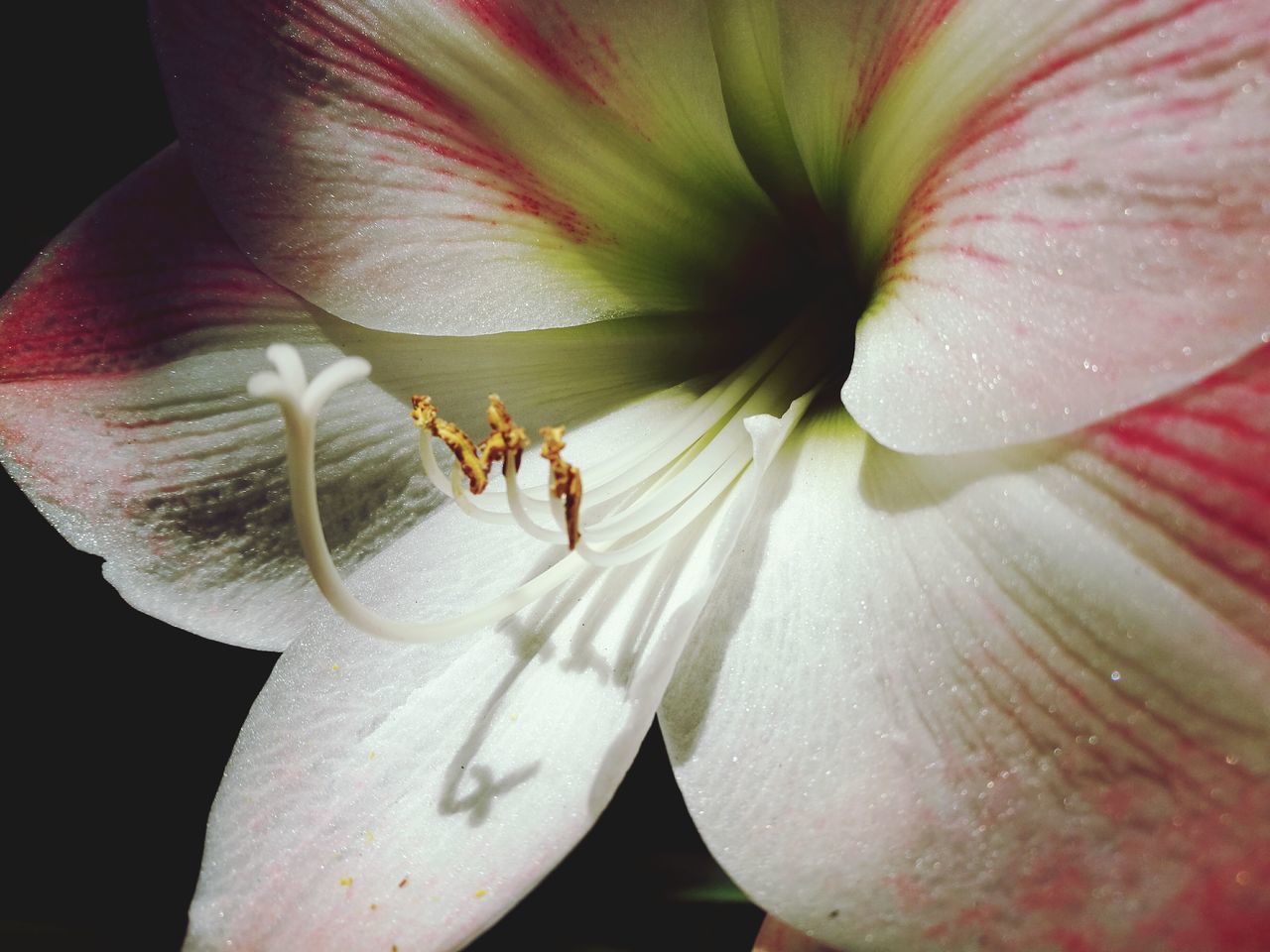 flower, nature, insect, petal, beauty in nature, fragility, close-up, flower head, animal themes, plant, freshness, stamen, growth, no people, animals in the wild, outdoors, pistil, day, water