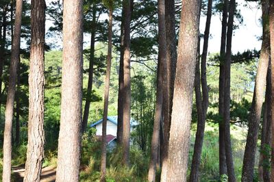 Trees in forest