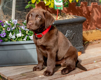 Dog looking away while standing on potted plant