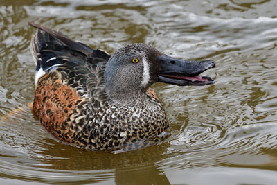 Australasian shoveler duck