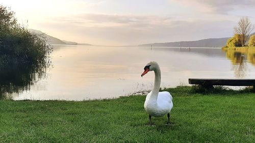 Swans on a lake
